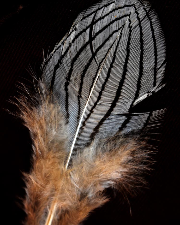 Close up image of a feather